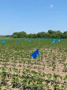 Flagging new treatment areas on Matt Rundle's 100-Bushel Soybean Project.